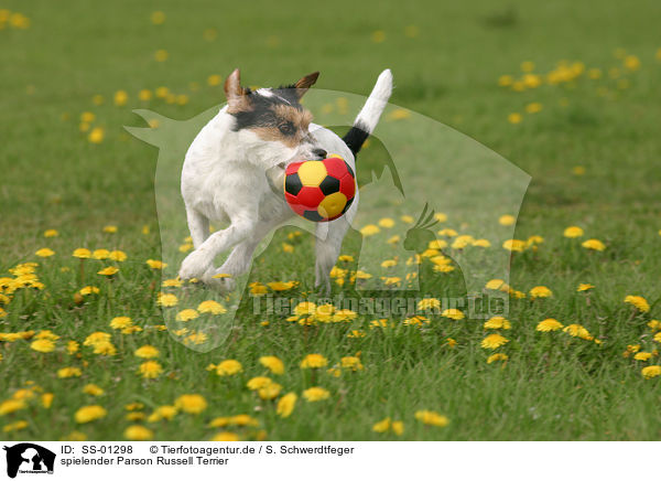 spielender Parson Russell Terrier / SS-01298