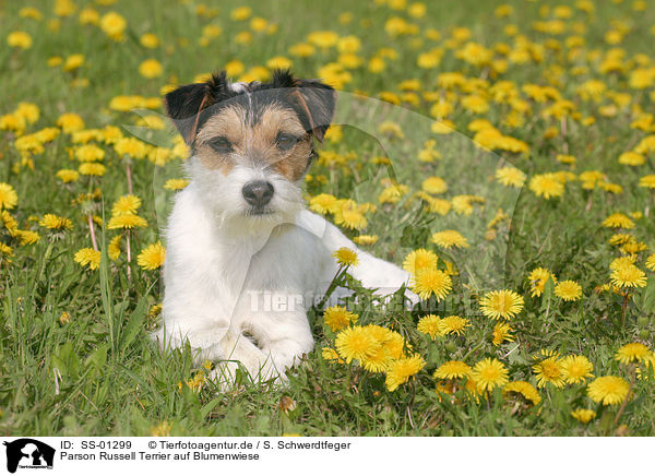 Parson Russell Terrier auf Blumenwiese / SS-01299