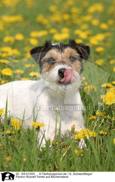 Parson Russell Terrier auf Blumenwiese / SS-01300
