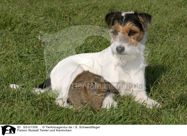 Parson Russell Terrier und Kaninchen / dog und rabbit / SS-01308