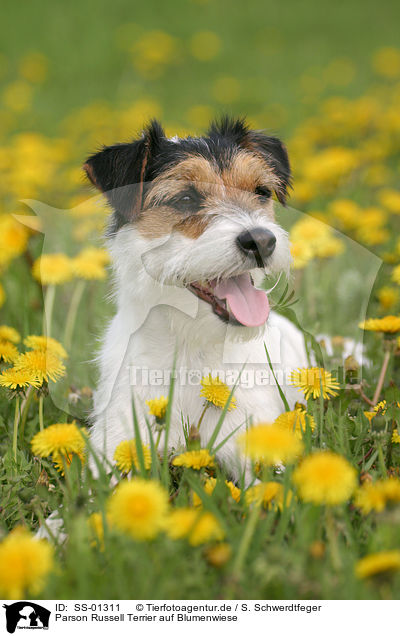 Parson Russell Terrier auf Blumenwiese / Parson Russell Terrier in flower field / SS-01311