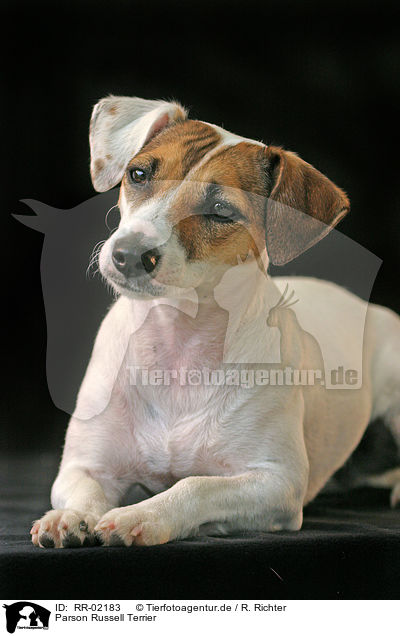 Parson Russell Terrier / Parson Russell Terrier / RR-02183