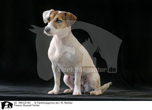 Parson Russell Terrier / RR-02184