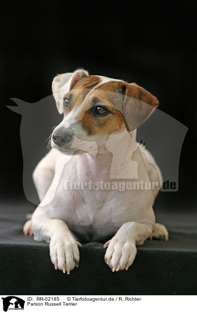 Parson Russell Terrier / Parson Russell Terrier / RR-02185