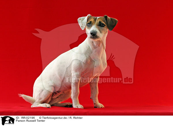 Parson Russell Terrier / Parson Russell Terrier / RR-02196