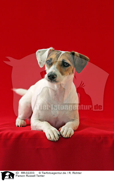 Parson Russell Terrier / Parson Russell Terrier / RR-02203