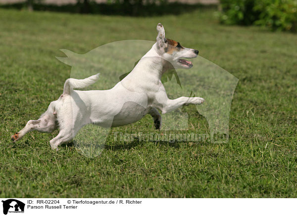 Parson Russell Terrier / Parson Russell Terrier / RR-02204