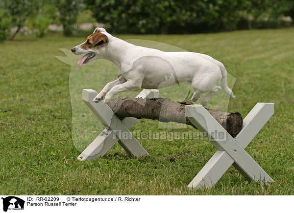 Parson Russell Terrier / Parson Russell Terrier / RR-02209