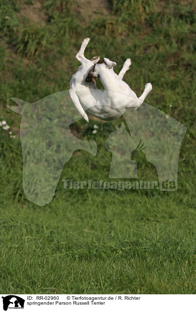 springender Parson Russell Terrier / RR-02960