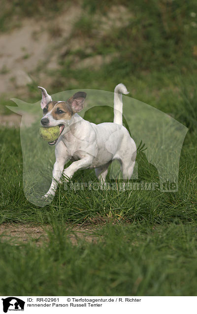 rennender Parson Russell Terrier / RR-02961