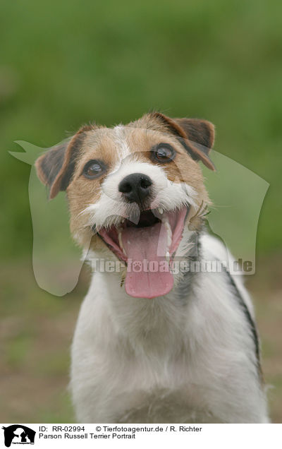 Parson Russell Terrier Portrait / Parson Russell Terrier Portrait / RR-02994