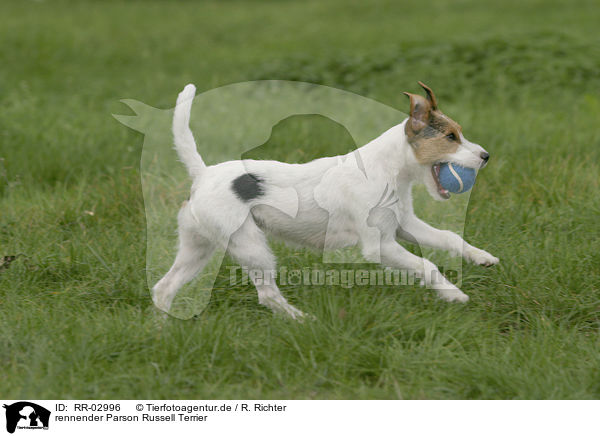 rennender Parson Russell Terrier / running Parson Russell Terrier / RR-02996