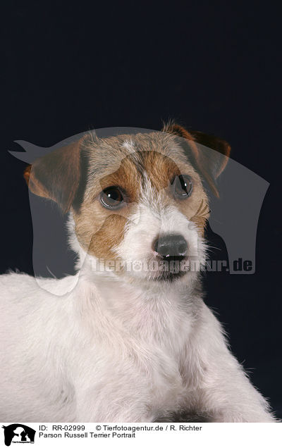 Parson Russell Terrier Portrait / RR-02999