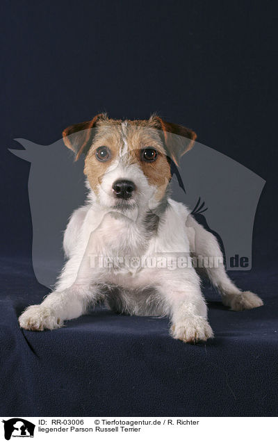 liegender Parson Russell Terrier / lying Parson Russell Terrier / RR-03006