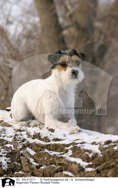 liegender Parson Russell Terrier / lying Parson Russell Terrier / SS-01571