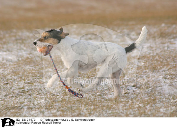 spielender Parson Russell Terrier / playing Parson Russell Terrier / SS-01573