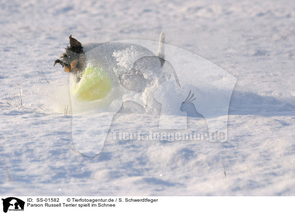 Parson Russell Terrier spielt im Schnee / SS-01582