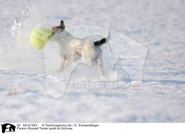 Parson Russell Terrier spielt im Schnee / SS-01583