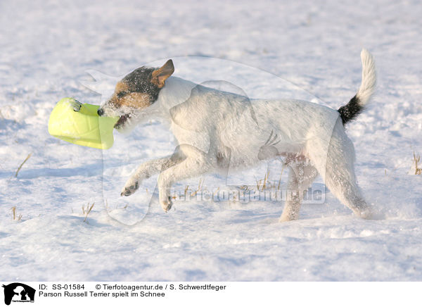 Parson Russell Terrier spielt im Schnee / SS-01584
