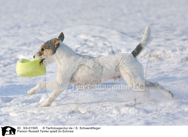 Parson Russell Terrier spielt im Schnee / SS-01585