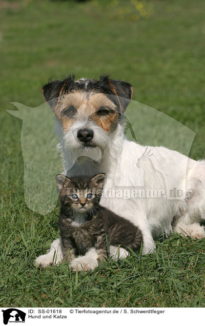 Hund und Katze / dog and cat / SS-01618