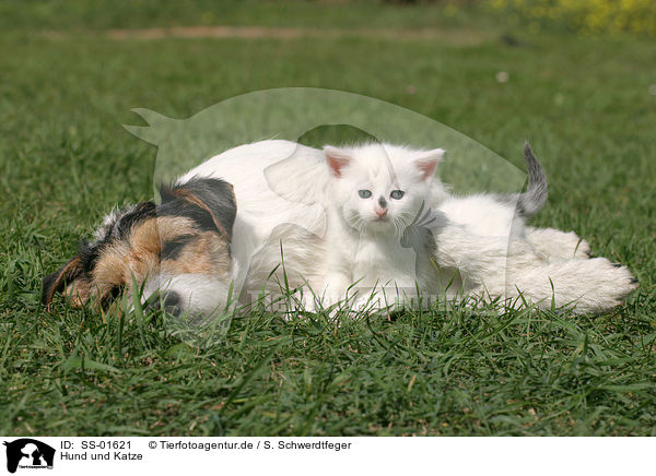 Hund und Katze / SS-01621