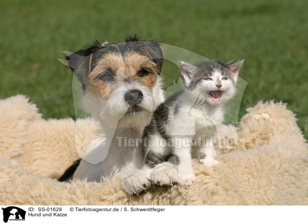 Hund und Katze / dog and cat / SS-01628