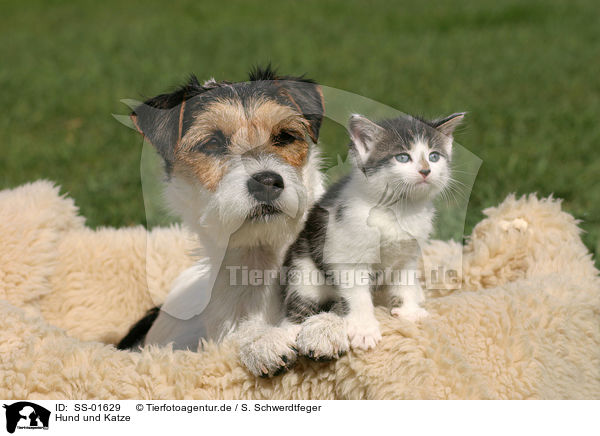 Hund und Katze / dog and cat / SS-01629