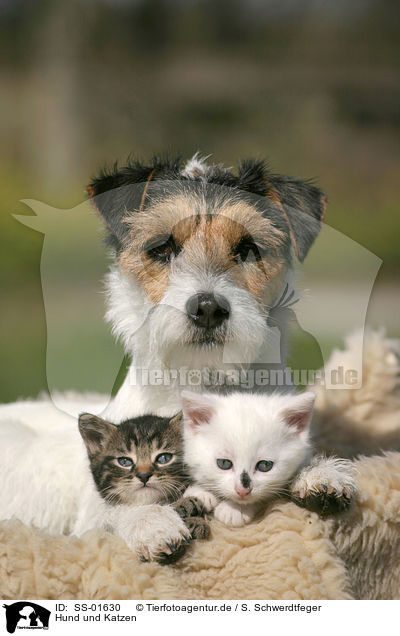Hund und Katzen / dog and cats / SS-01630