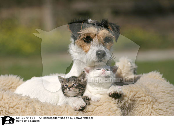 Hund und Katzen / dog and cats / SS-01631