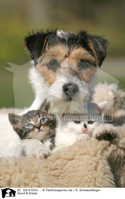 Hund & Katze / dog & cat / SS-01633