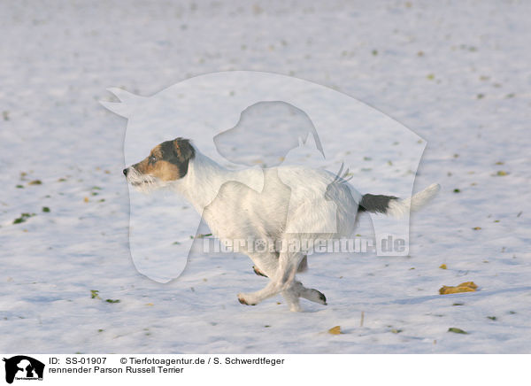 rennender Parson Russell Terrier / running Parson Russell Terrier / SS-01907