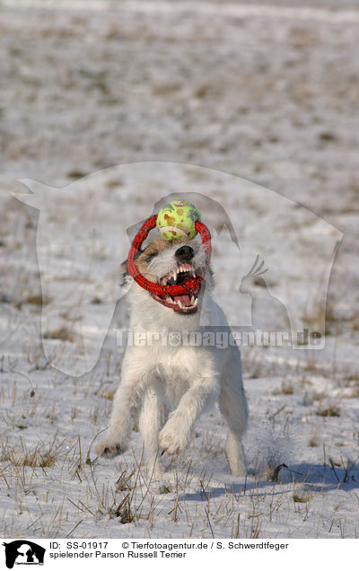 spielender Parson Russell Terrier / playing Parson Russell Terrier / SS-01917