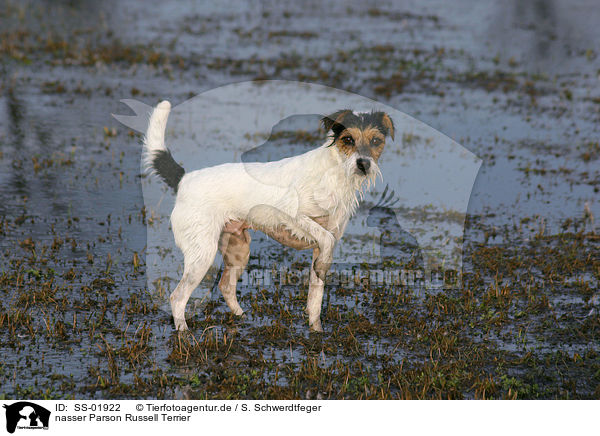 nasser Parson Russell Terrier / wet Parson Russell Terrier / SS-01922