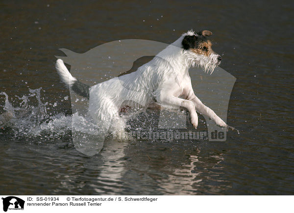 rennender Parson Russell Terrier / running Parson Russell Terrier / SS-01934