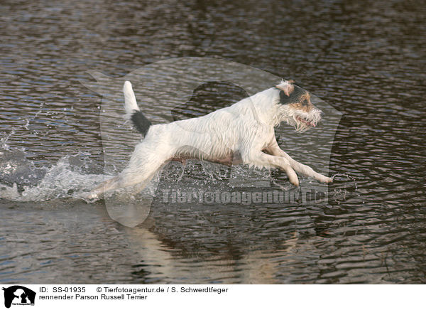 rennender Parson Russell Terrier / running Parson Russell Terrier / SS-01935