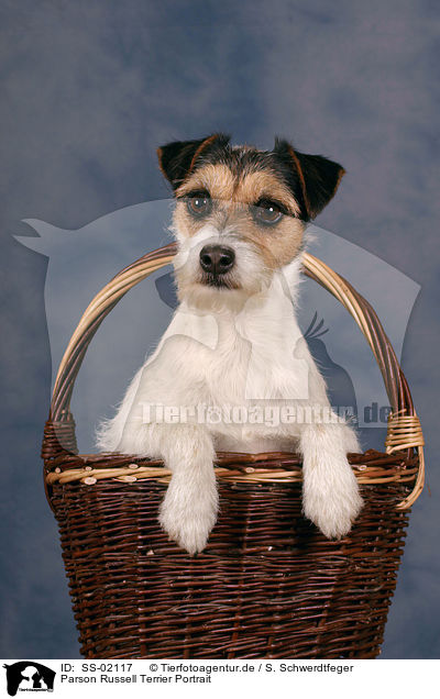 Parson Russell Terrier Portrait / SS-02117