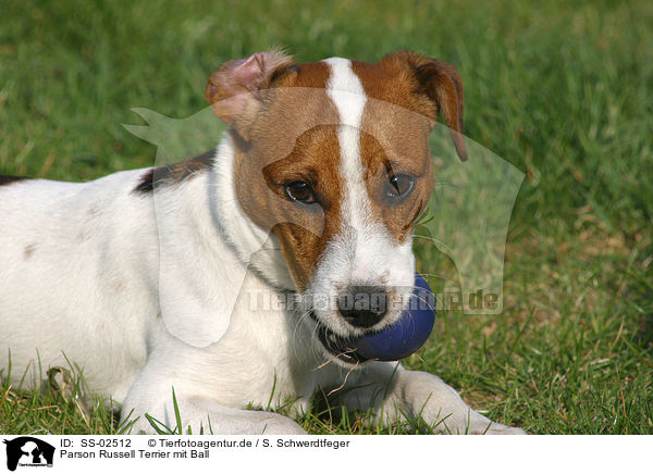 Parson Russell Terrier mit Ball / Parson Russell Terrier with ball / SS-02512