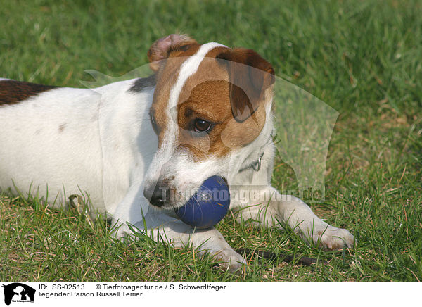liegender Parson Russell Terrier / lying Parson Russell Terrier / SS-02513