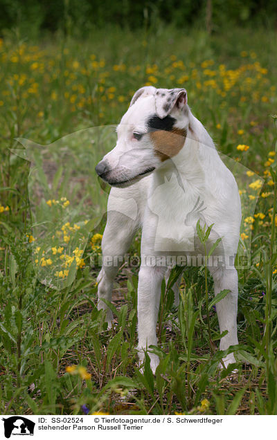 stehender Parson Russell Terrier / standing Parson Russell Terrier / SS-02524