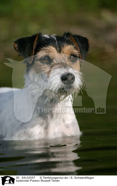 badender Parson Russell Terrier / bathing Parson Russell Terrier / SS-02557