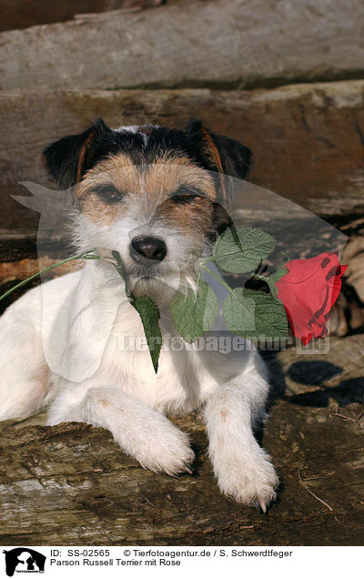 Parson Russell Terrier mit Rose / Parson Russell Terrier with rose / SS-02565