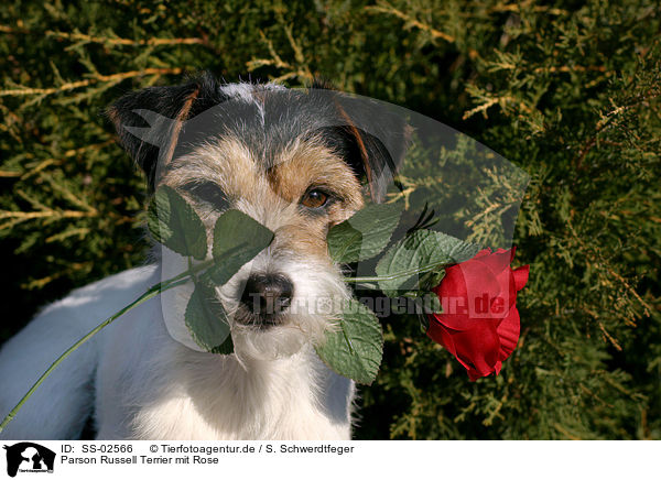 Parson Russell Terrier mit Rose / SS-02566