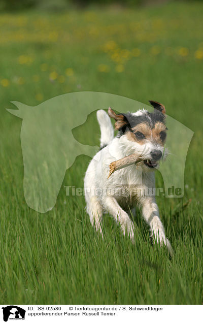 apportierender Parson Russell Terrier / fetching Parson Russell Terrier / SS-02580