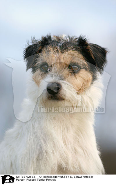 Parson Russell Terrier Portrait / SS-02583