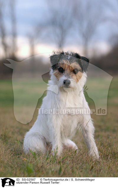 sitzender Parson Russell Terrier / sitting Parson Russell Terrier / SS-02587