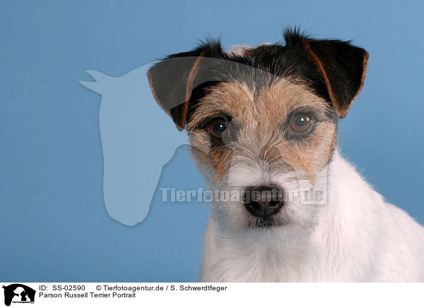Parson Russell Terrier Portrait / Parson Russell Terrier Portrait / SS-02590