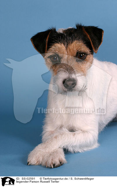 liegender Parson Russell Terrier / lying Parson Russell Terrier / SS-02591