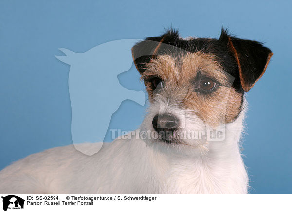 Parson Russell Terrier Portrait / Parson Russell Terrier Portrait / SS-02594