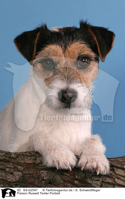 Parson Russell Terrier Portrait / Parson Russell Terrier Portrait / SS-02597